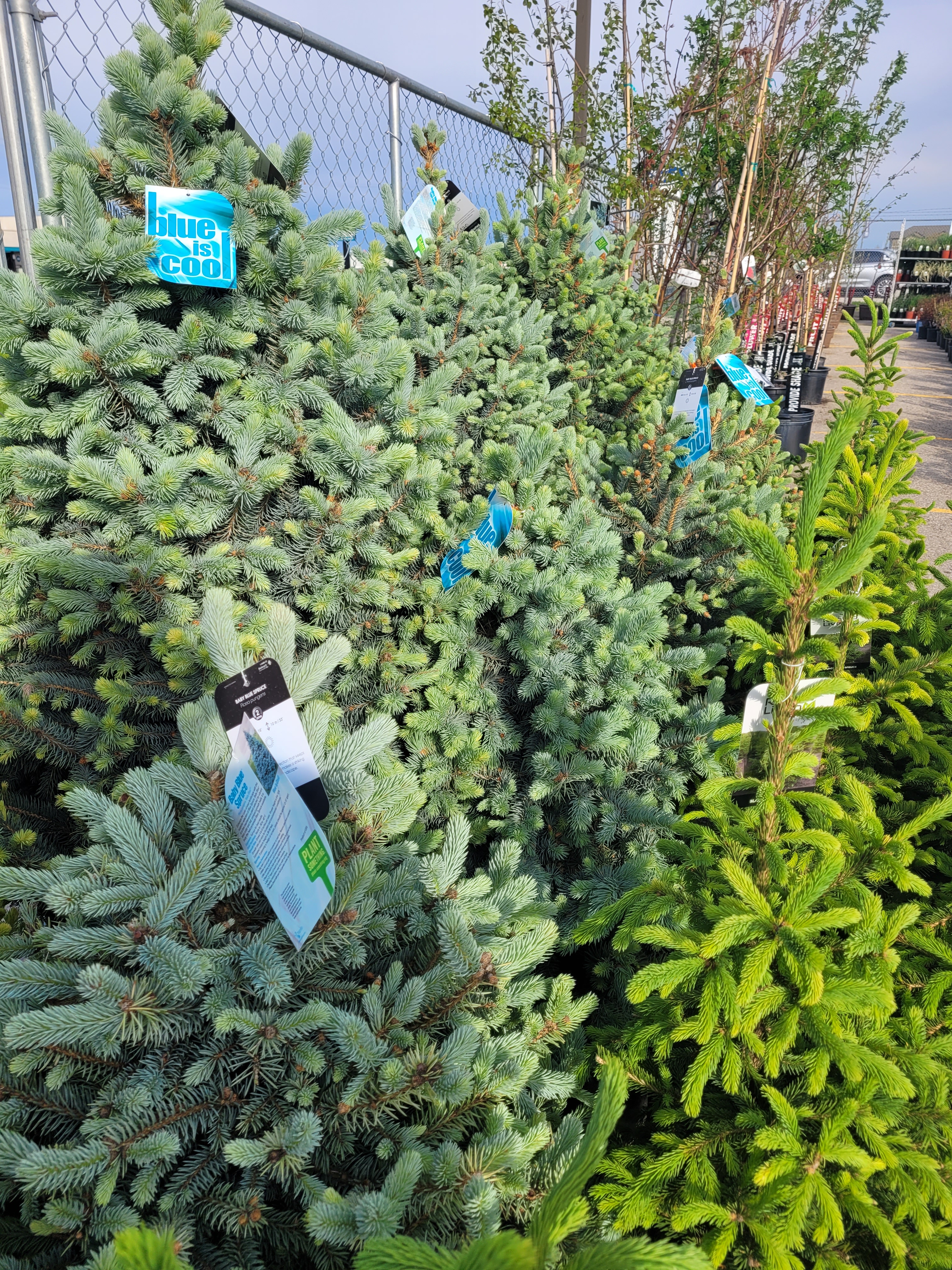 Trees & Perennials – The Flower Child