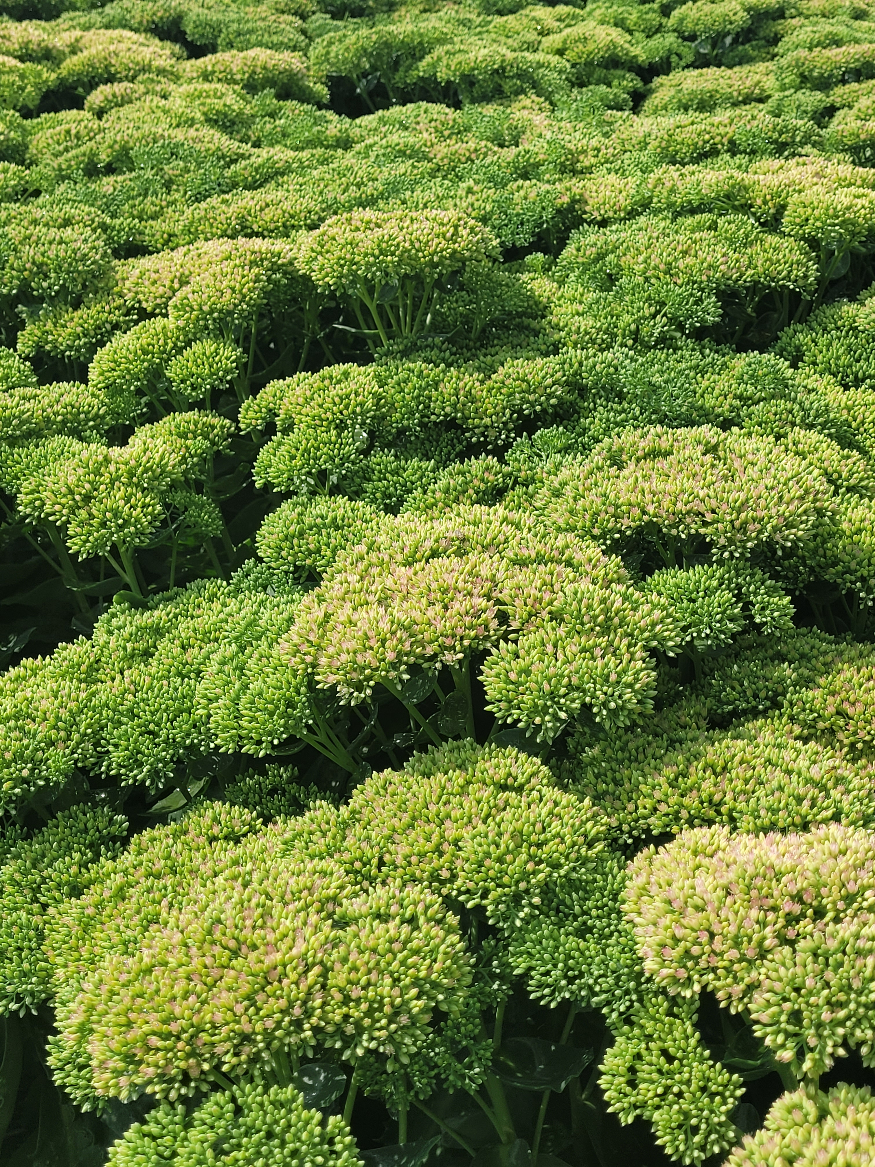 Trees & Perennials – The Flower Child