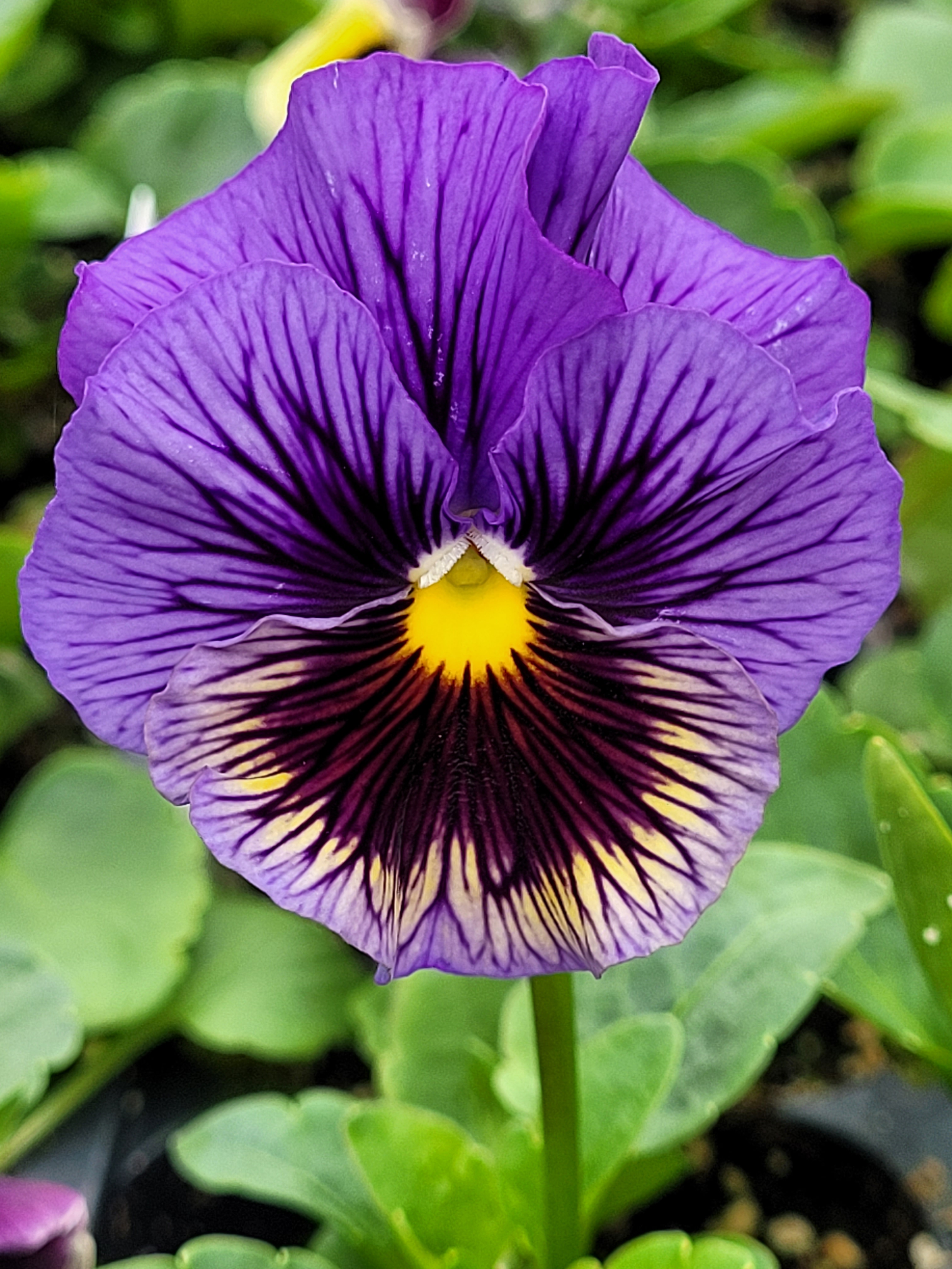 The Flower Child – Locally grown Manitoba annuals, perennials